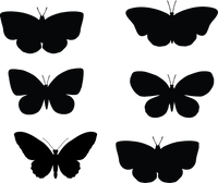 Butterfly 134