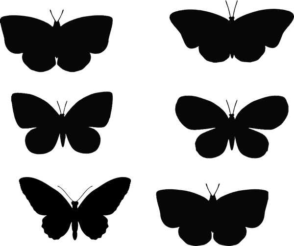 Butterfly 134